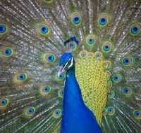 Willunga Peacock Farm Bed and Breakfast - Accommodation Mooloolaba