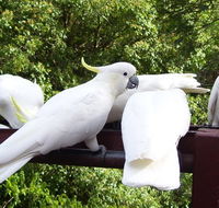 Lorikeet Lane BB - Accommodation Mooloolaba