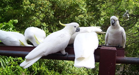 Lorikeet Lane B&B - Accommodation Mooloolaba 0