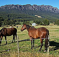 Hurlfield Farm Cottage - Accommodation Mooloolaba