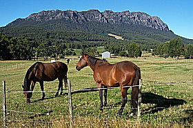 Hurlfield Farm Cottage - Accommodation Mooloolaba 0