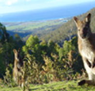 Rainbow Retreat Wilderness Eco Cabins - Accommodation Mooloolaba