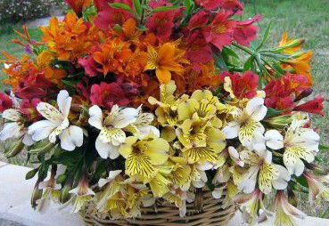 Huon Valley Bed And Breakfast - Accommodation Mooloolaba 3