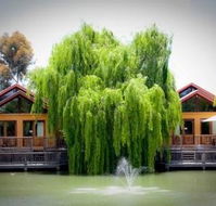 Perricoota Vines Retreat - Accommodation Mooloolaba