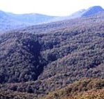 Callicoma Hill Eco-Cabins - Accommodation Mooloolaba