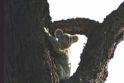 Hillsdale Hideaway Bed And Breakfast - Accommodation Mooloolaba 5