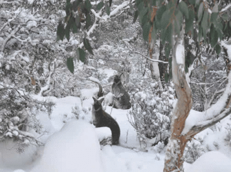 Blue Lake Lodge - Accommodation Mooloolaba 1