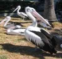 Christmas Cove Caravan Park - Accommodation Mooloolaba