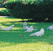 Aurora Kakadu - Accommodation Mooloolaba