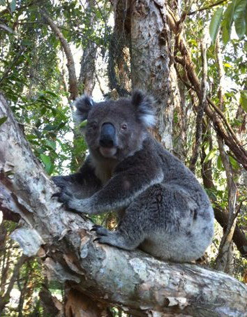 O'Carrollyns At One Mile Beach - Accommodation Mooloolaba 0