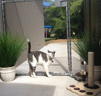 Caringbah Cat Hotel - Accommodation Mooloolaba