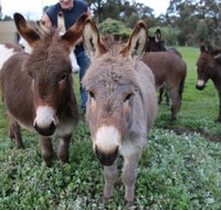 Donkey Tales Farm Cottages - Accommodation Mooloolaba