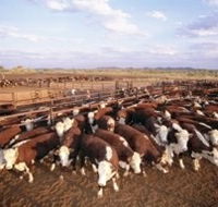 Bond Springs Outback Retreat - Accommodation Mooloolaba