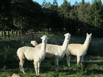 Beerwah QLD Accommodation Mooloolaba