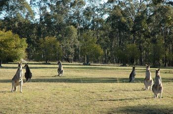 Hunter Hideaway Cottages - Accommodation Mooloolaba 14
