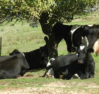 Willy's Holiday House - Accommodation Mooloolaba