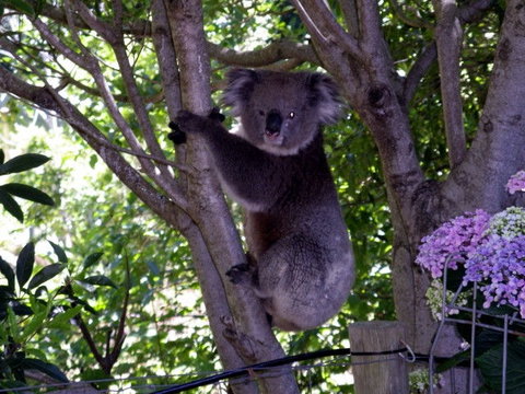Adelaide Hills Bed & Breakfast Accommodation - Accommodation Mooloolaba 4