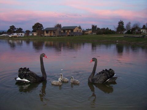 Mansfield Holiday Park - Accommodation Mooloolaba 0