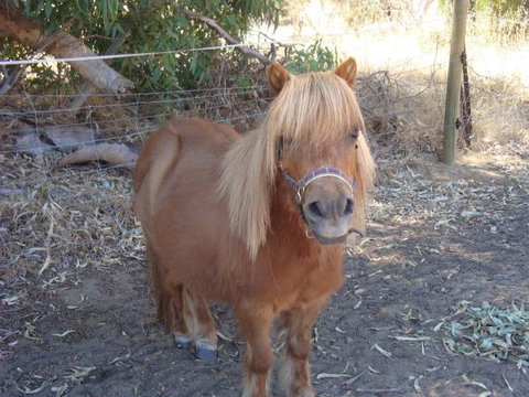 Bindoons Windmill Farm - Accommodation Mooloolaba 5