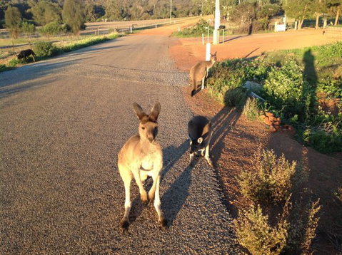 Bindoons Windmill Farm - Accommodation Mooloolaba 7