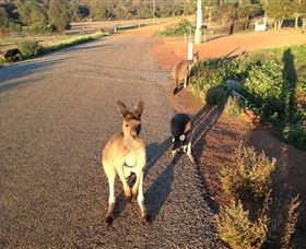 Bindoons Windmill Farm - Accommodation Mooloolaba 0
