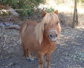 Bindoons Windmill Farm - Accommodation Mooloolaba 3