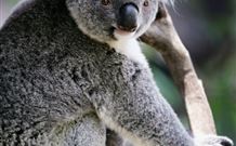 Newell Motor Inn - Narrandera - Accommodation Mooloolaba 5
