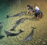 Tangalooma Wild Dolphin Resort - Accommodation Mooloolaba