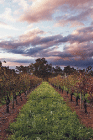 Lamonts Winery Restaurant  Gallery - Accommodation Mooloolaba