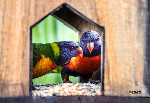 Esk Caravan Park And Rail Trail Motel - Accommodation Mooloolaba 3