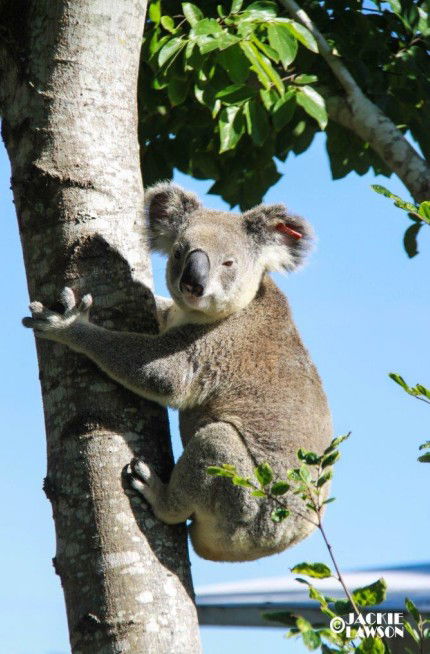Esk Caravan Park And Rail Trail Motel - Accommodation Mooloolaba 5