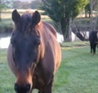 Reynella Kosciusko Rides Accommodation - Accommodation Mooloolaba
