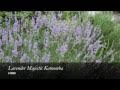 Lavender Majestic - Accommodation Mooloolaba 0