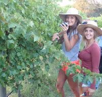 McLaren Vale Backpackers - Accommodation Mooloolaba