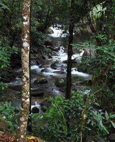 Daintree Secrets Waterfall Sanctuary - Accommodation Mooloolaba 1