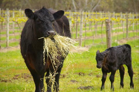 Naimanya Cottage - Accommodation Mooloolaba 5