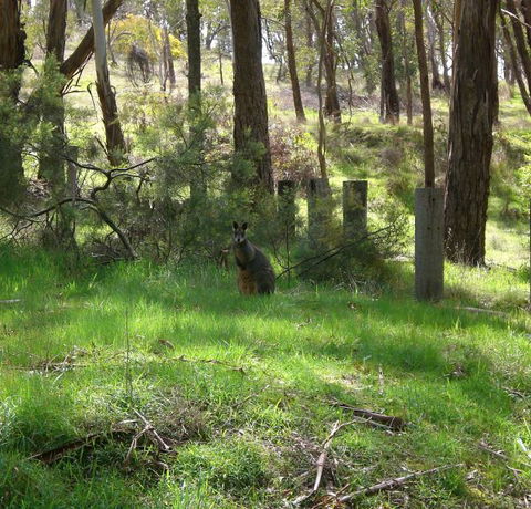 Mount Cole Cottages - Accommodation Mooloolaba 7