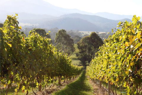 Pizzini's Vineyard Guesthouse - Accommodation Mooloolaba 6