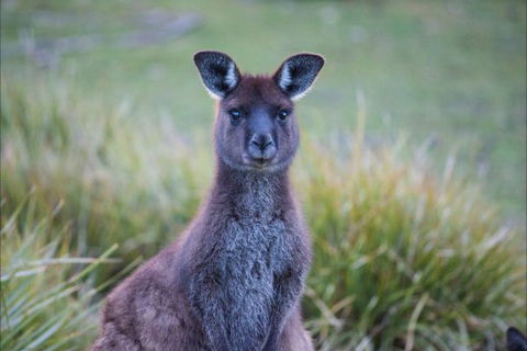 Postmans Cottage - Flinders Chase National Park - Accommodation Mooloolaba 4