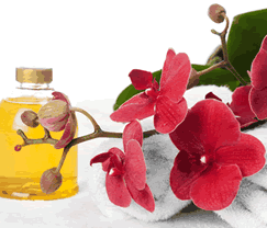 Sunny Hill Retreat Accommodation & Day Spa - Accommodation Mooloolaba 0