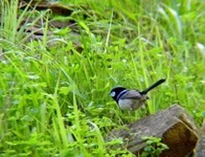 Morialta Bed And Breakfast - Accommodation Mooloolaba 0