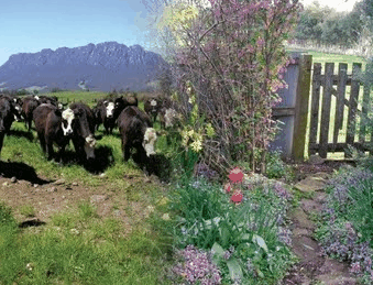 Carinya Farm Holiday Retreat - Accommodation Mooloolaba 3
