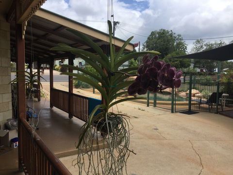 Curtain Fig Motel Yungaburra - Accommodation Mooloolaba 2