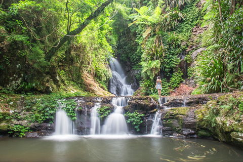 O'Reilly's Rainforest Retreat - Accommodation Mooloolaba 0