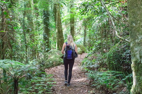 O'Reilly's Rainforest Retreat - Accommodation Mooloolaba 5