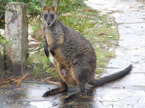 Aquila Eco Lodges - Accommodation Mooloolaba 4