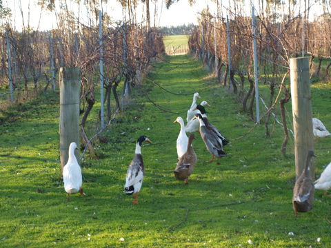 Pierrepoint Wines Bed & Breakfast - Accommodation Mooloolaba 2