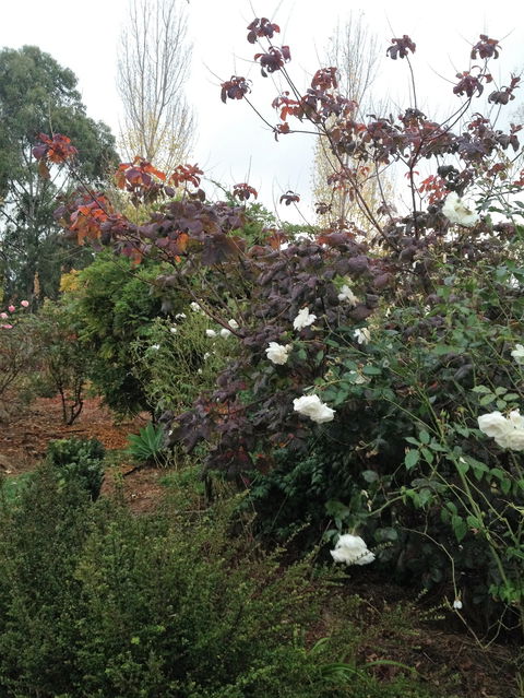 Pierrepoint Wines Bed & Breakfast - Accommodation Mooloolaba 7