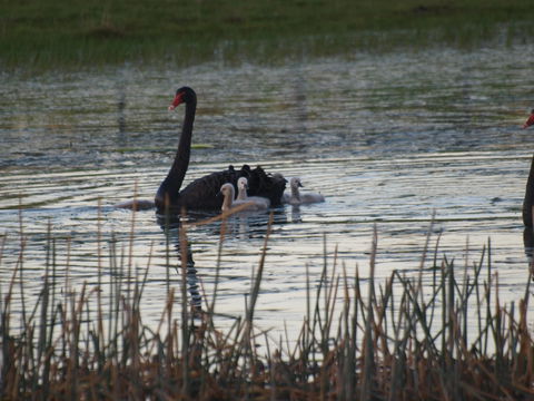 Pierrepoint Wines Bed & Breakfast - Accommodation Mooloolaba 9