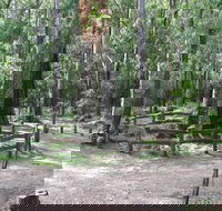 Six Mile Creek campground - Accommodation Mooloolaba